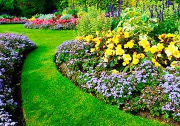 Flower Bed